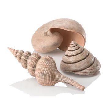 Set de 3 cochilii Oase biOrb Muschel Set natural