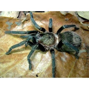 Thrixopelma ockerti