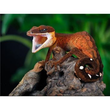 Aeluroscalabotes felinus (Cat Eyed Gecko)