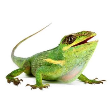 Anolis equestris