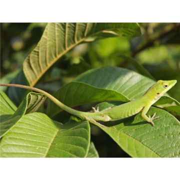 Anolis porcatus