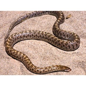 Arizona elegans