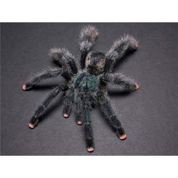 Avicularia avicularia