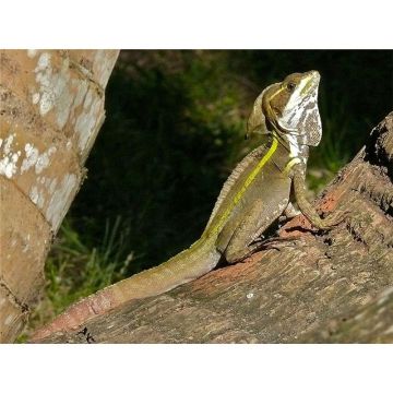 Basiliscus vittatus