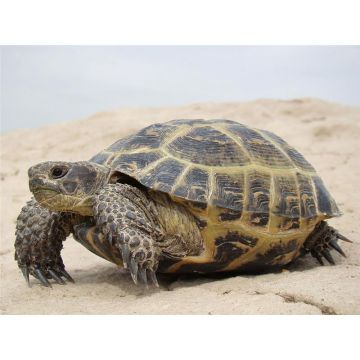 Broasca testoasa Agrionemys horsfieldii Central Asia Tortoise