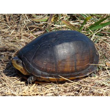 Broasca testoasa Kinosternon scorpioides