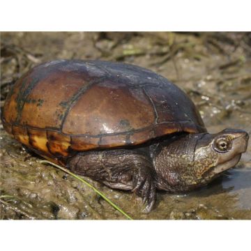 Broasca testoasa Kinosternon subrubrum