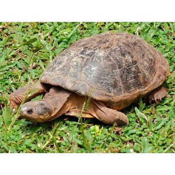 Broasca testoasa Pelomedusa subrufa