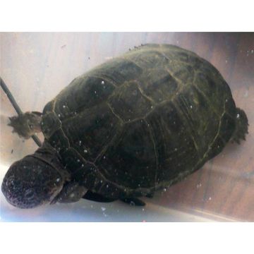 Broasca testoasa Pelusios castaneus