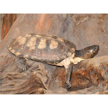 Broasca testoasa Pelusios niger