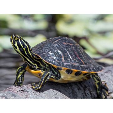 Broasca testoasa Pseudemys floridana peninsularia