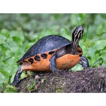 Broasca testoasa Pseudemys nelsoni