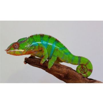 Cameleon Furcifer pardalis Ambilobe (pereche)