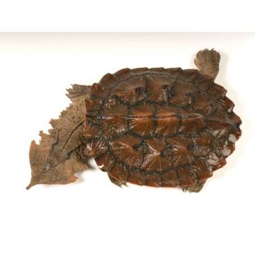 Chelus  fimbriatus (Matamata)