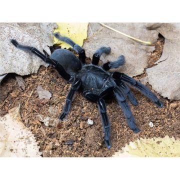 Chilobrachys sp. Kaeng Krachan