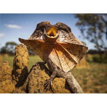 Chlamydosaurus kingii