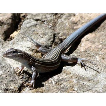 Cnemidophorus deppei