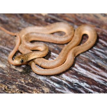 Dasypeltis gansi