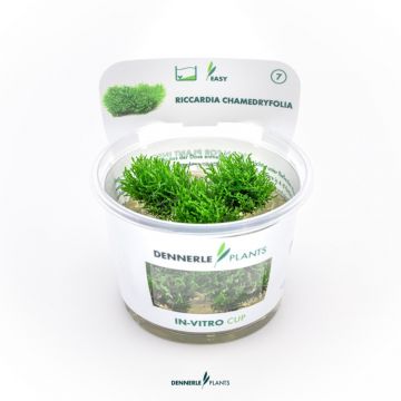 Dennerle Coral moss Riccardia chamedryfolia In-Vitro
