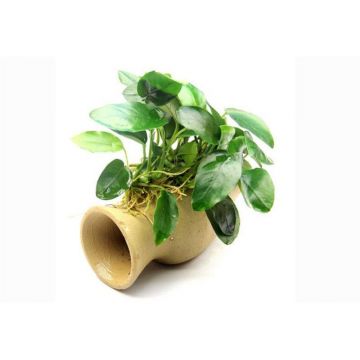 Dennerle decor Anubias nana pe Catfish Amphora