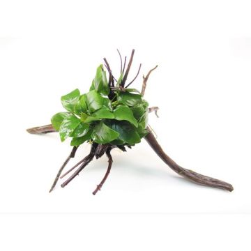 Dennerle decor Anubias Nana pe Spiderwood