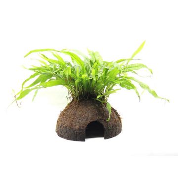 Dennerle decor Coco Cave cu Microsorum pteropus