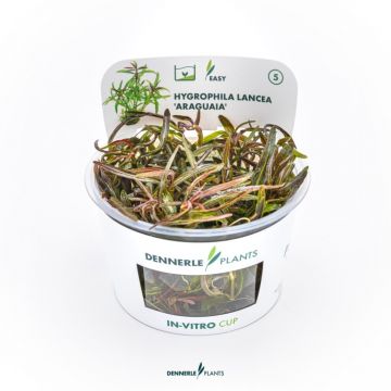 Dennerle Hygrophila lancea Araguaia In-Vitro