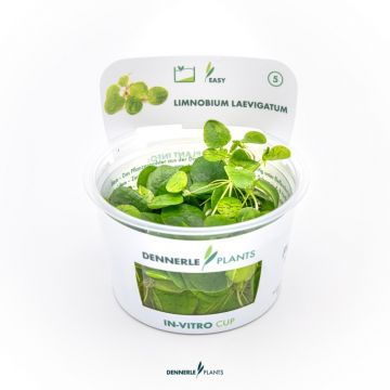Dennerle Limnobium laevigatum In-Vitro