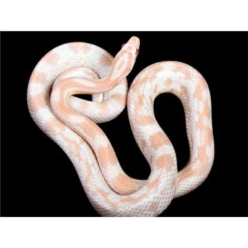 Elaphe guttata albino