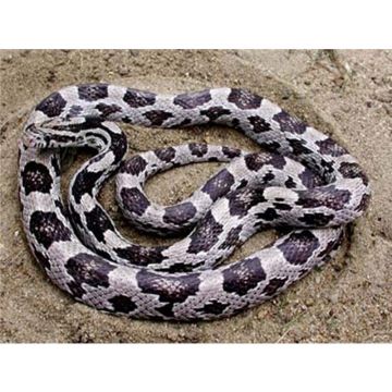 Elaphe guttata anerythristi