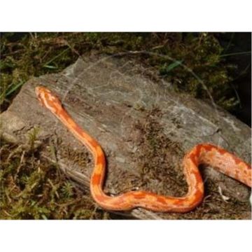 Elaphe guttata guttata aztec albino