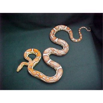 Elaphe guttata guttata aztec