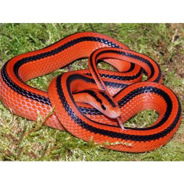 Elaphe porphyracea coxi