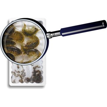 Gammarus oceanicus (Marine Gammarus) vii 25x90ml