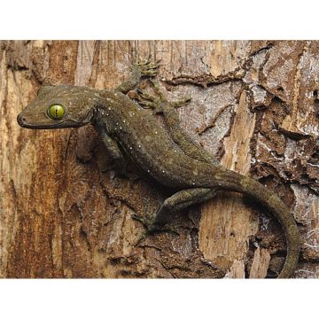Gekko smithi