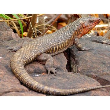 Gerrhosaurus validus