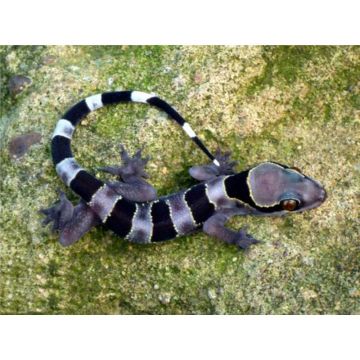 Hemidactylus fasciatus