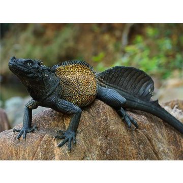 Hydrosaurus amboinensis CELEBES