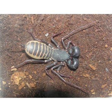 Hypoctonus gastroticus