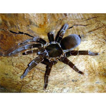 Hysterocrates hercules