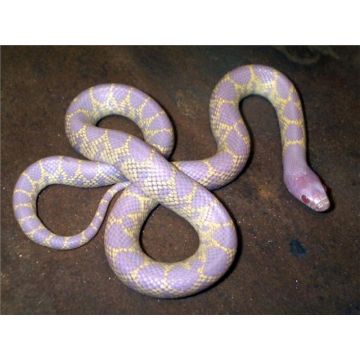 Lampropeltis getulus holbrooki albino