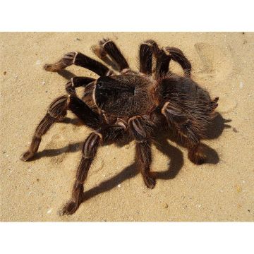 Lasiodora parahybana