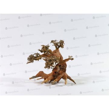 Lemn Aq귬o Aqua-Bonsai S 15-20 cm