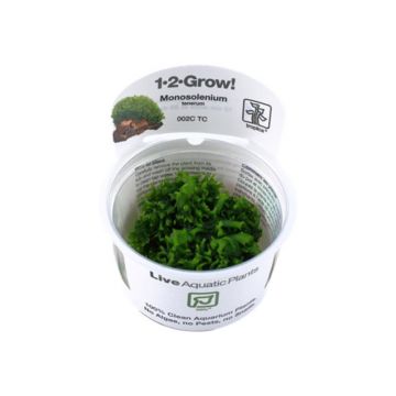 Muschi acvariu Monosolenium Tenerum in vitro Tropica