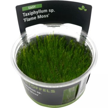Muschi acvariu Stoffels Taxiphyllum Flame Moss in vitro