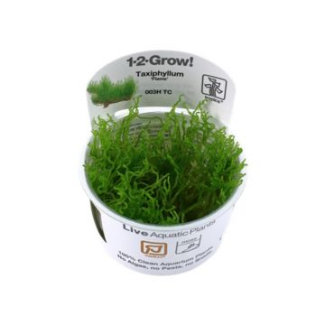 Muschi acvariu Taxiphyllum 'Flame' in vitro Tropica