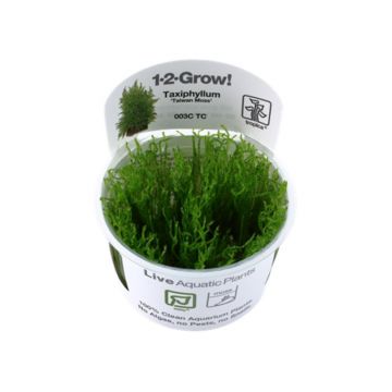 Muschi acvariu Taxiphyllum 'Taiwan Moss' in vitro Tropica