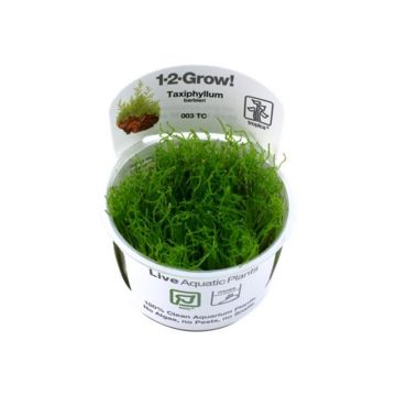 Muschi acvariu Taxiphyllum Barbieri Bogor Moss in vitro Tropica
