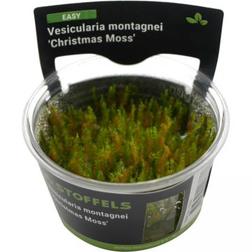 Muschi acvariu Vesicularia Montagnei (Christmas Moss) in vitro