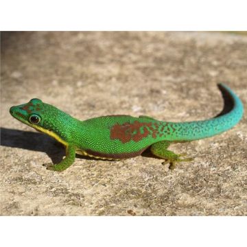 Phelsuma lineata